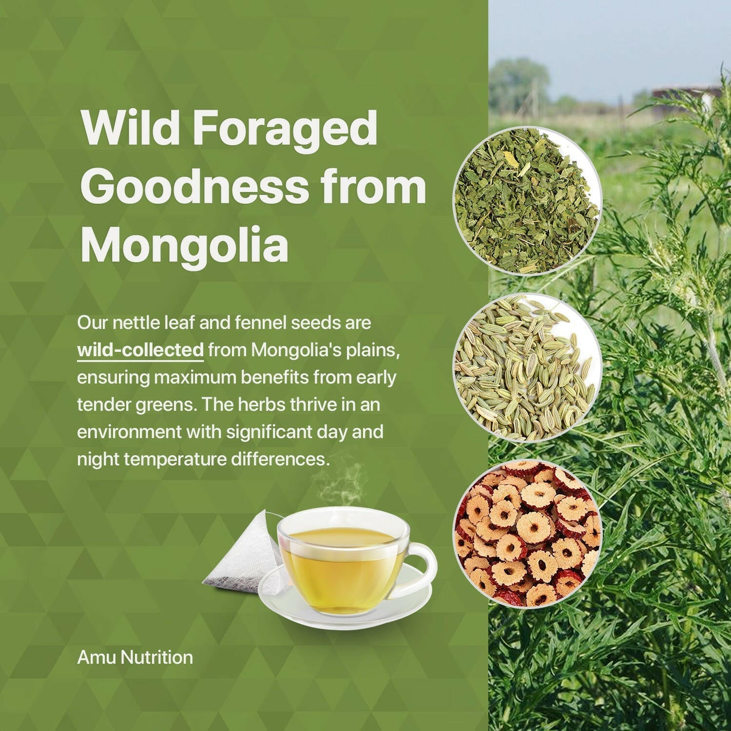 Balanced Digestion Tea – Support gut health and reduce inflammation with Nettle Leaf, Fennel Seed, and Jujube - 10 Sugarcane tbgs